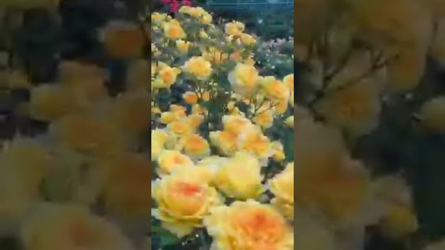 Кукушка Рыбчинский смотреть онлайн