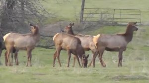 Rocky Mountain Elk Herd