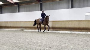 Cristello (Numero Uno x Voltaire) flatwork at home