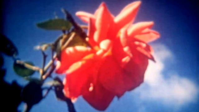 The Wolds - Kokstad смотреть онлайн