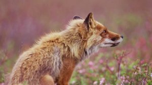 Огненный лис(2024)