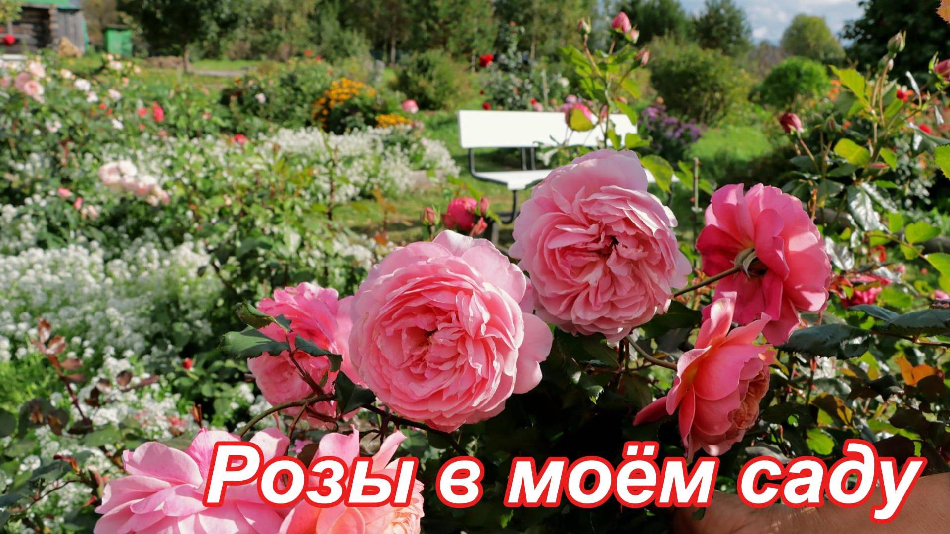 Люблю розы. Не устаю ухаживать за ними.