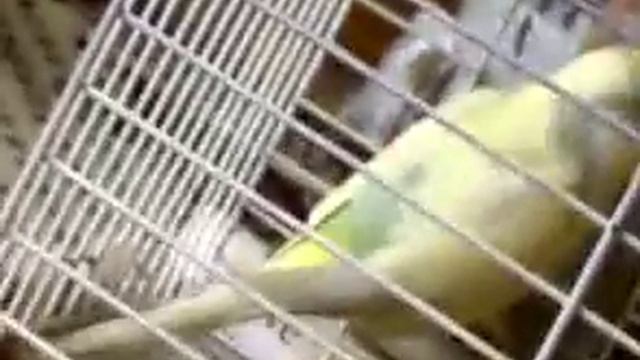 Gulbahar yem yigor cok mutlu hayvan :D смотреть онлайн