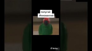 Попугай иннокентий