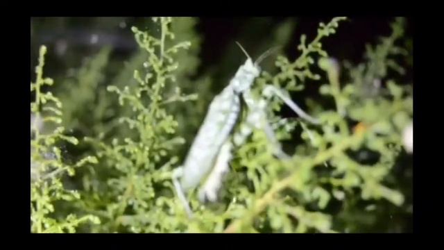 BLEPHAROPSIS MENDICA: MANTIDE FIORE DEL DIAVOLO смотреть онлайн