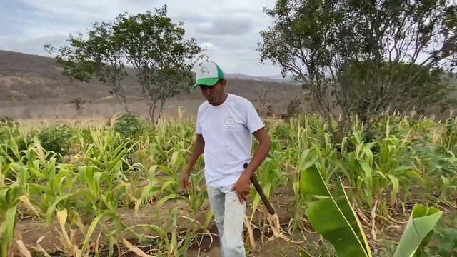 SÍTIO EM SISTEMA DE AGROFLORESTA NO SERTÃO DA BAHIA - MIGUEL CALMON смотреть онлайн