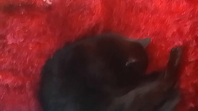 КРАСНОЕ И ЧЁРНОЕ---. ЧИСТО  СТЕНДАЛЬ