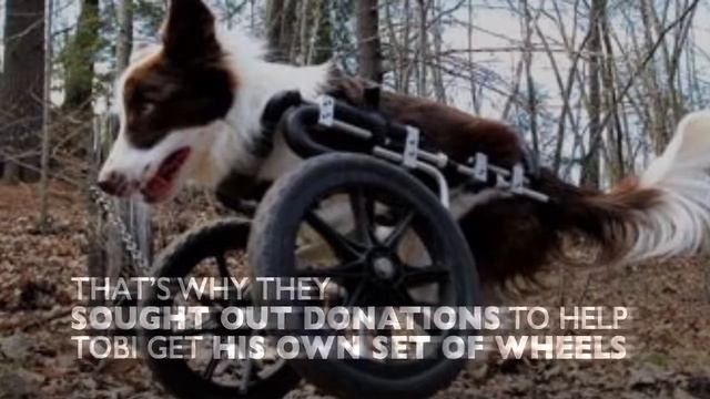 Two-Legged T-Rex Dog is Joyful Inspiration