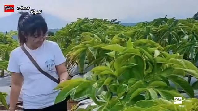 hati lebur jadi debu // jamal mirdat смотреть онлайн