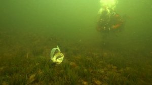 Åmål Säffle Dykklubb Beachclean