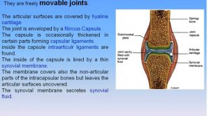 07 Joints 04 Synovial Joints Anatomy Intro Dr Ahmed Kamal