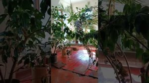 г. Тетюши, усадьба Молоствовых, пристань