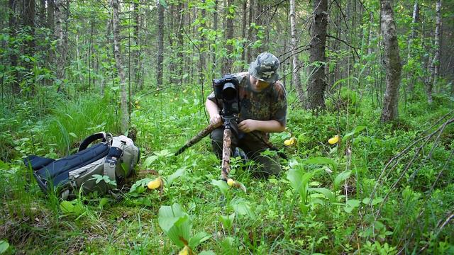 NATURE PHOTOGRAPHY - The Lady's Slippers | LOODUSFOTOGRAAFIA - Kaunis Kuldking смотреть онлайн