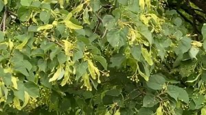 Башкирия ! Как выглядит дерево липа.Волшебный лес.Башкортостан.