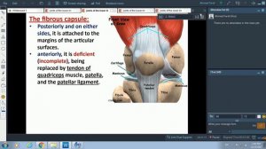 Joints of the Lower Limb (Hip and Knee)-Dr. Ahmed Farid