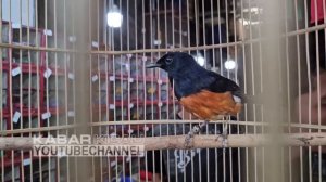 UNBOXING ! RATUSAN EKOR MURAI BATU KIRIMAN PETERNAK JAWA TENGAH DIJUAL SELAKUNYA KIOS ALHAMDULILLAH