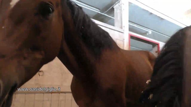 Andromedal e Butterfly i cavalli delloasi del giglio