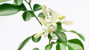 Jasmine Blossoms---Pianist: Evgeny Ukhanov   Composer: Bo Jiang