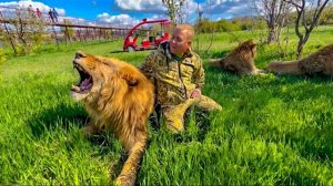 Как понимают друг друга ЛЬВЫ и ЧЕЛОВЕК-ЛЕВ? Вы верите что всё так просто?