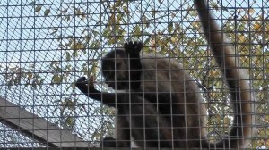 On Location: The Geoffroy's Spider Monkey