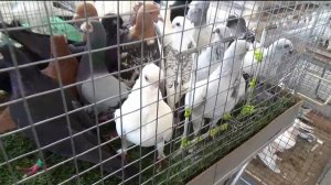 ЯРМАРКА ГОЛУБЕЙ В УФЕ. 21 СЕНТЯБРЯ 2024 г. ЧАСТЬ 4.