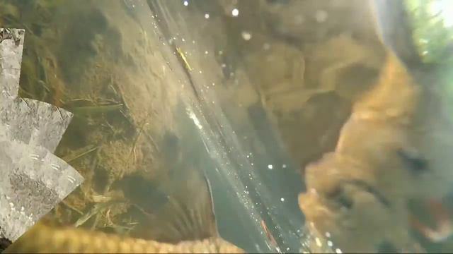 Hampala cantik... смотреть онлайн