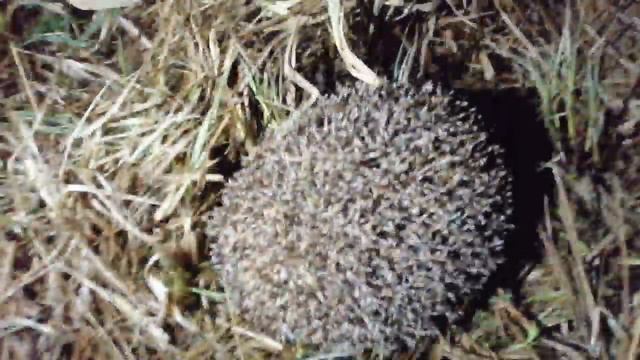 Jack Russell Terrier found a hedgehog смотреть онлайн