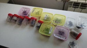 Редкие виды птицеедов. Дорогая посылка с новыми видами.