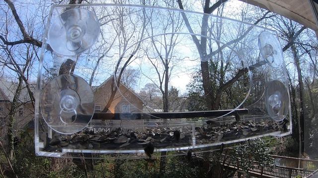 House Finch male and female, North Carolina, Charlotte-2020/03/18 2 смотреть онлайн