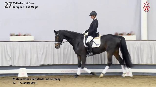 Winterauktion Reitpferde & Reitponys Lot 27 Resolution Wallach v. Rocky Lee -  Roh Magic