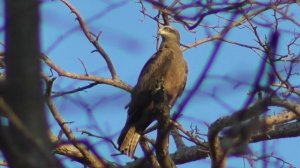 Чёрный коршун. Голос чёрного коршуна ( Milvus migrans )