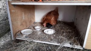 Курица высидела одного черного ципленка, кушают творог