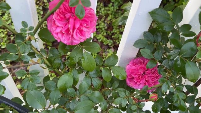  Perennial Garden Tour of our front Garden in early May