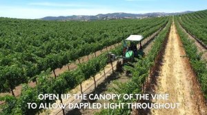 Mechanical Leafing in a Paso Robles Cabernet Sauvignon Winegrape Vineyard - Vineyard Mechanization