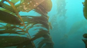 Scuba Diving at Backside of Catalina Island (Channel Islands) - May 2023