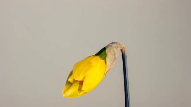 The search 1912 librivox shapter_06 grace Livingston hill смотреть онлайн