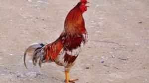 il gallo e la gallina