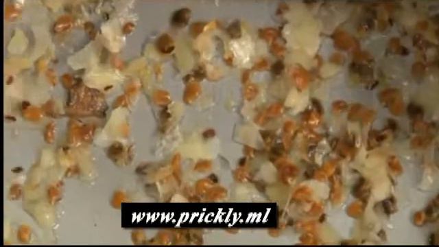Higo chumbo de semilla de aceite y aceites esenciales org�nicos Proveedor смотреть онлайн