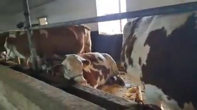 +998998706333СЕММЕНТАЛ РАССЙСКИ БУГОЗ СИГЛАРМИЗ СОТЛАДИ БУНСИ ДАХШАТЛАРИ
