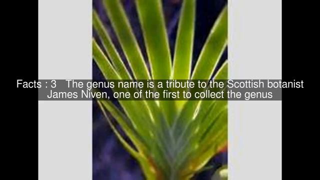 Nivenia Top #5 Facts смотреть онлайн