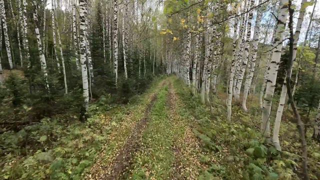 Осенние дороги. Краски леса. смотреть онлайн