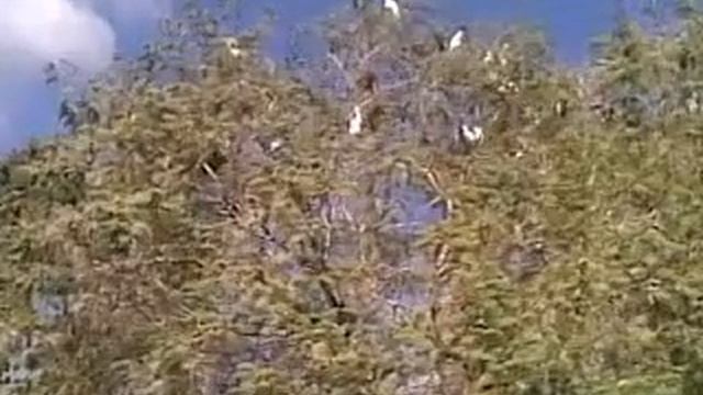 цапли смотреть онлайн