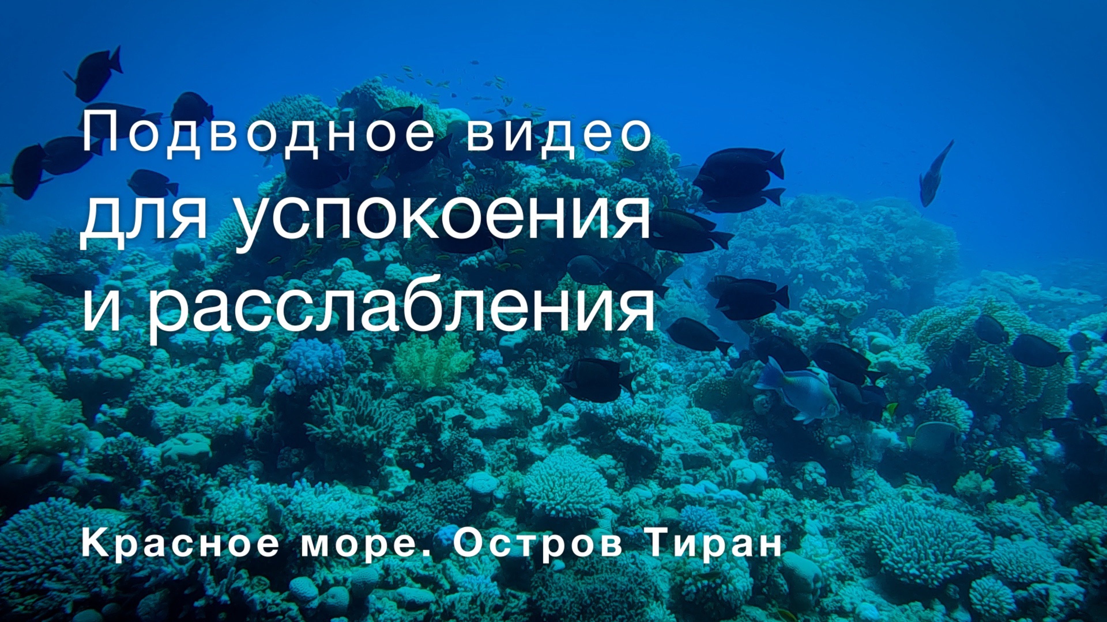 Подводное видео для успокоения и расслабления. Красное море. Остров Тиран. 2024