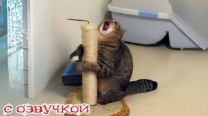 ПРИКОЛЫ С КОТАМИ Смешные животные С ОЗВУЧКОЙ Я РЖАЛ целый час