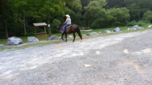 Dot - Friesian Cross Mare