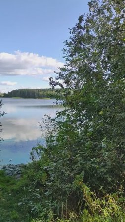 Отличная погода — повод прогуляться по лесу