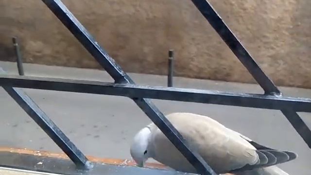 Tronti смотреть онлайн