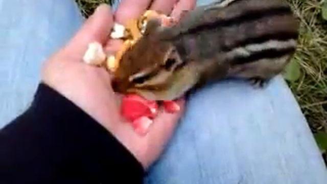 Mrs grizzly adams смотреть онлайн