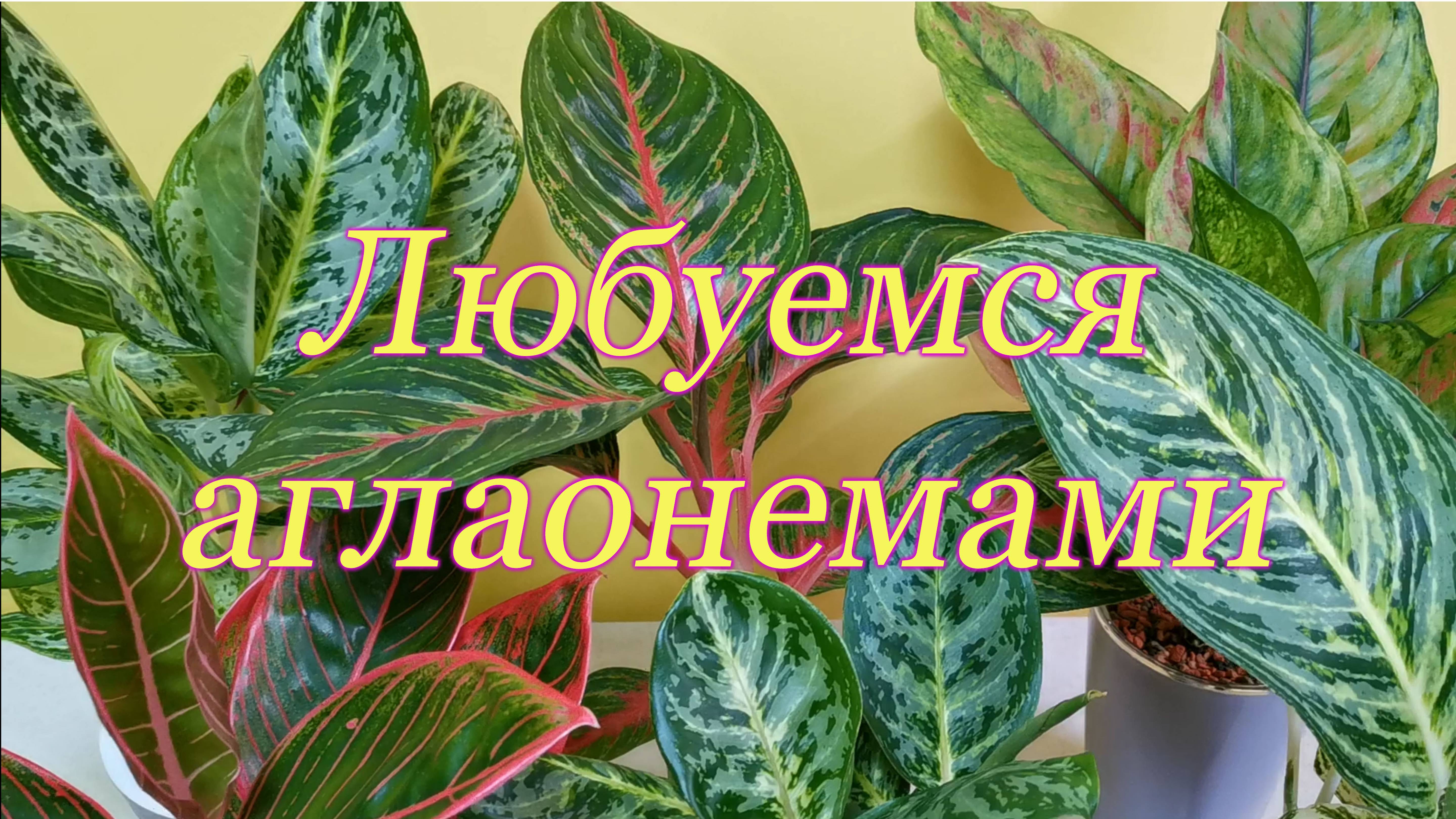 Любуемся аглаонемами