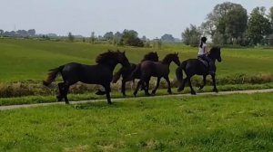 On the road again!!🎵 Love to do this with our Friesian horses. Awesome!😍🐴